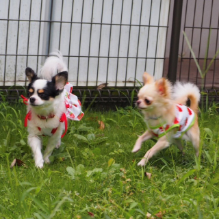 東急バケーションズ愛犬施設②