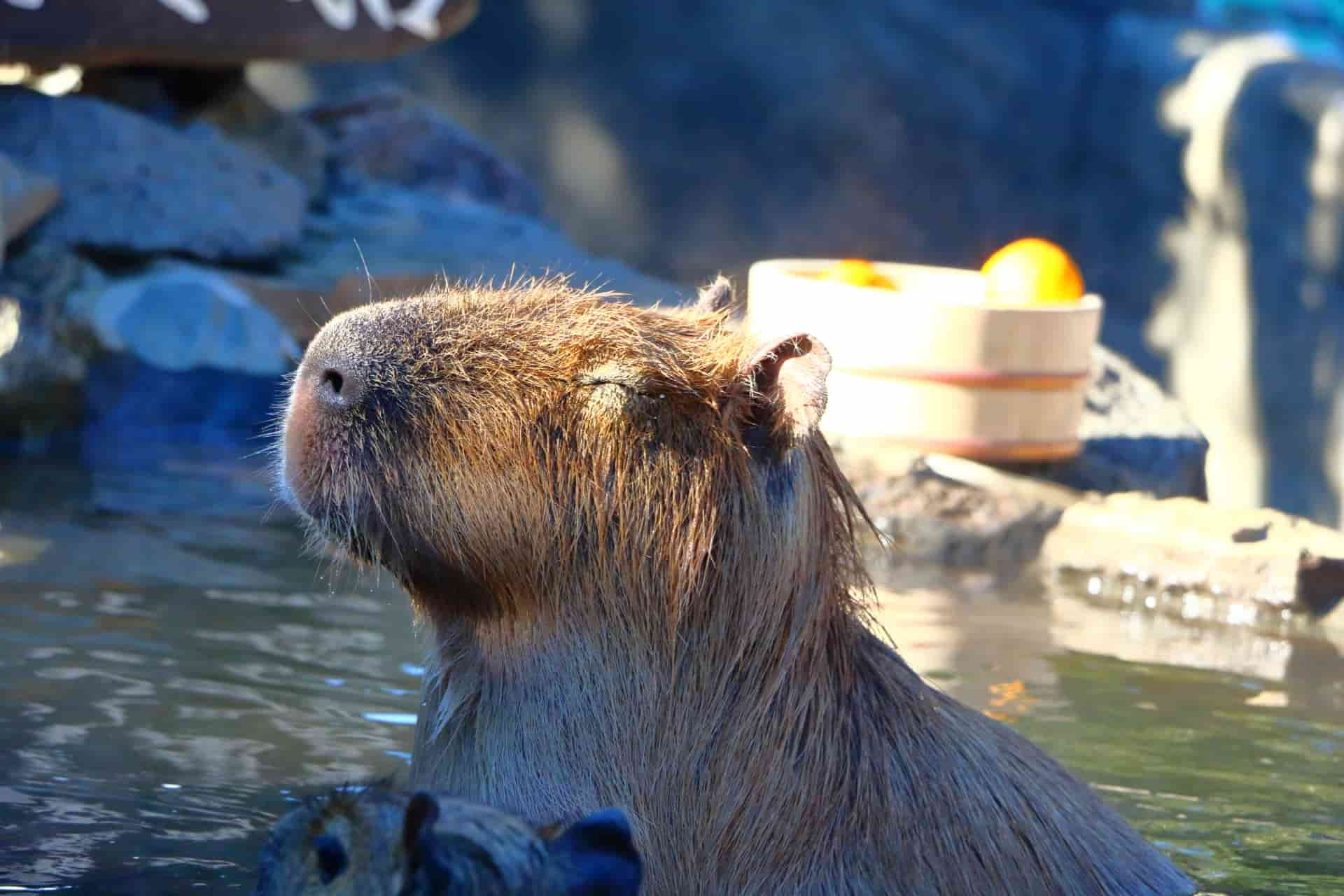 伊豆高原シャボテン公園