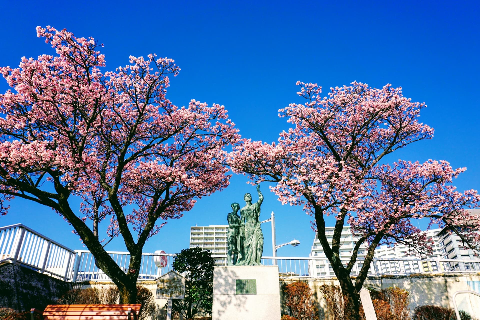 釜鳴屋平七夫婦像のあたみ桜