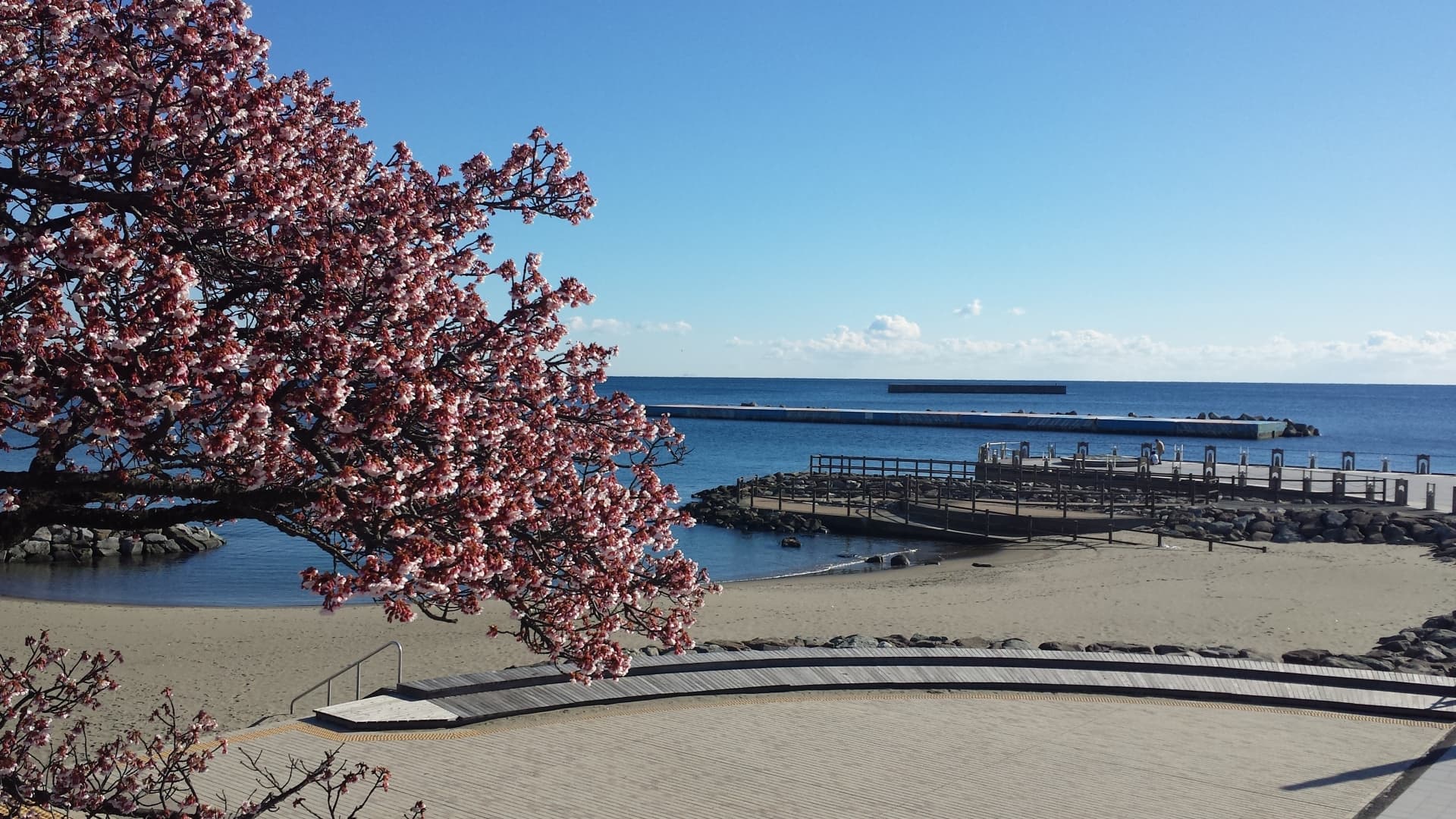 熱海親水公園のあたみ桜