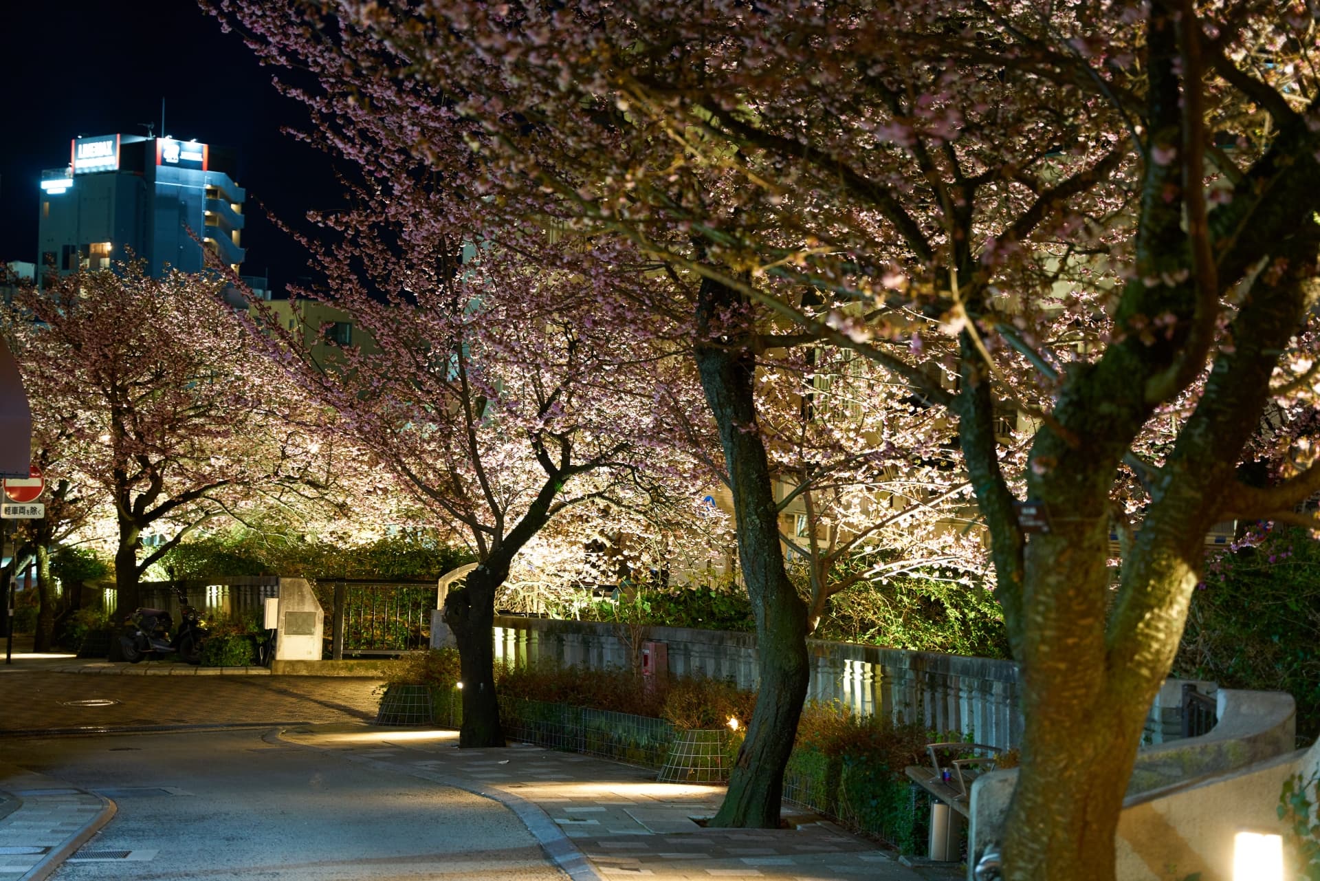 ライトアップされた糸川遊歩道の桜