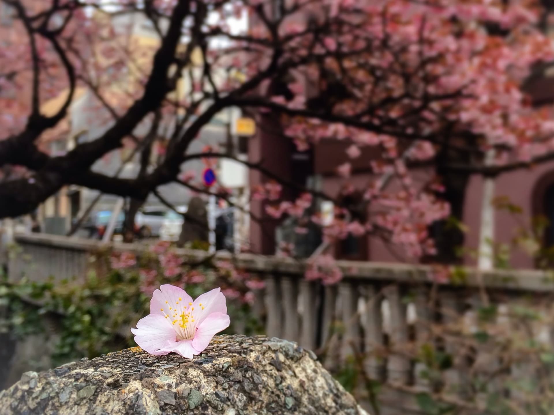 あたみ桜