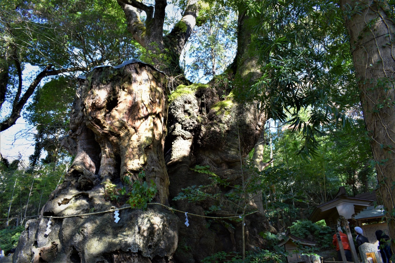 来宮神社の大楠