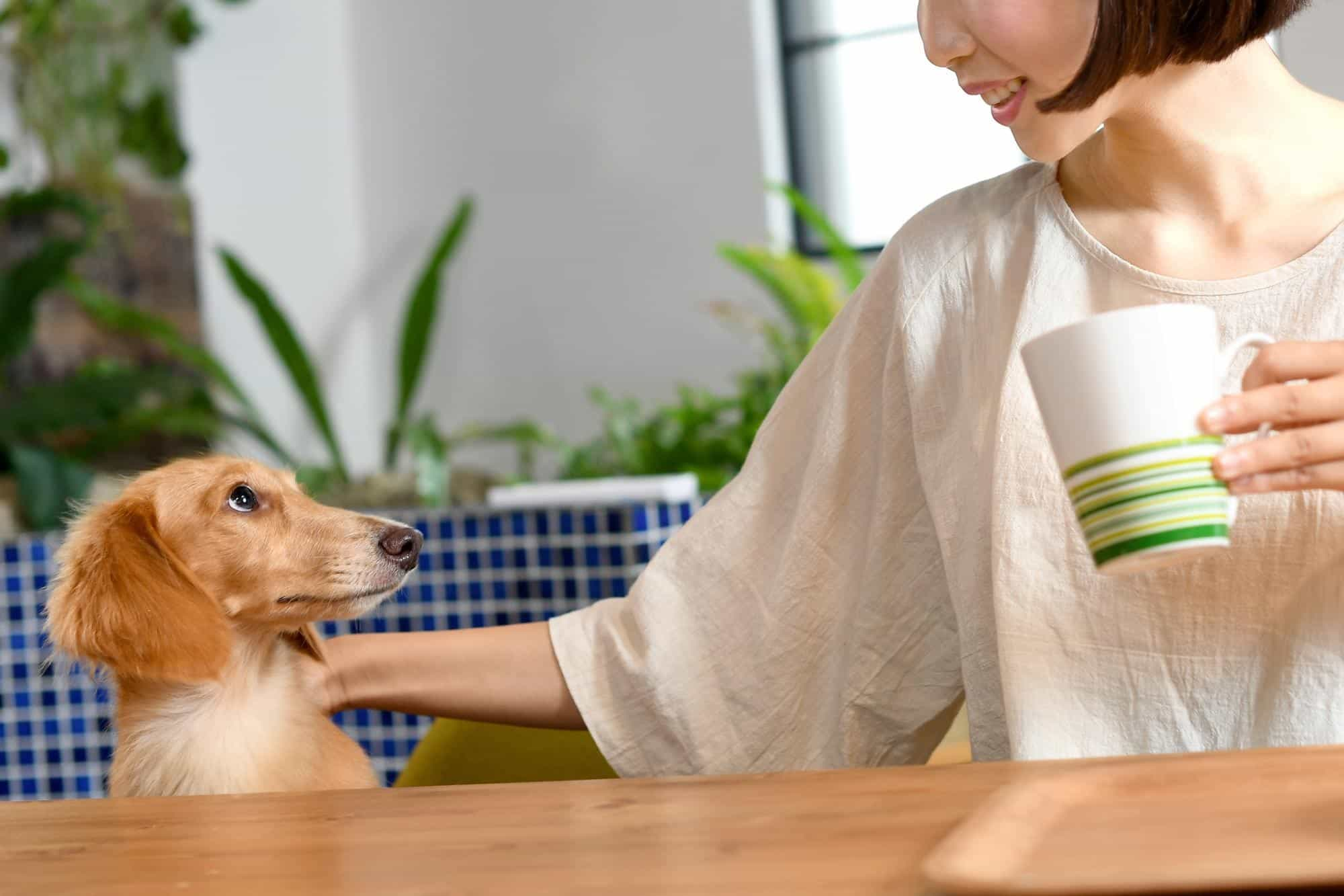 愛犬とお茶