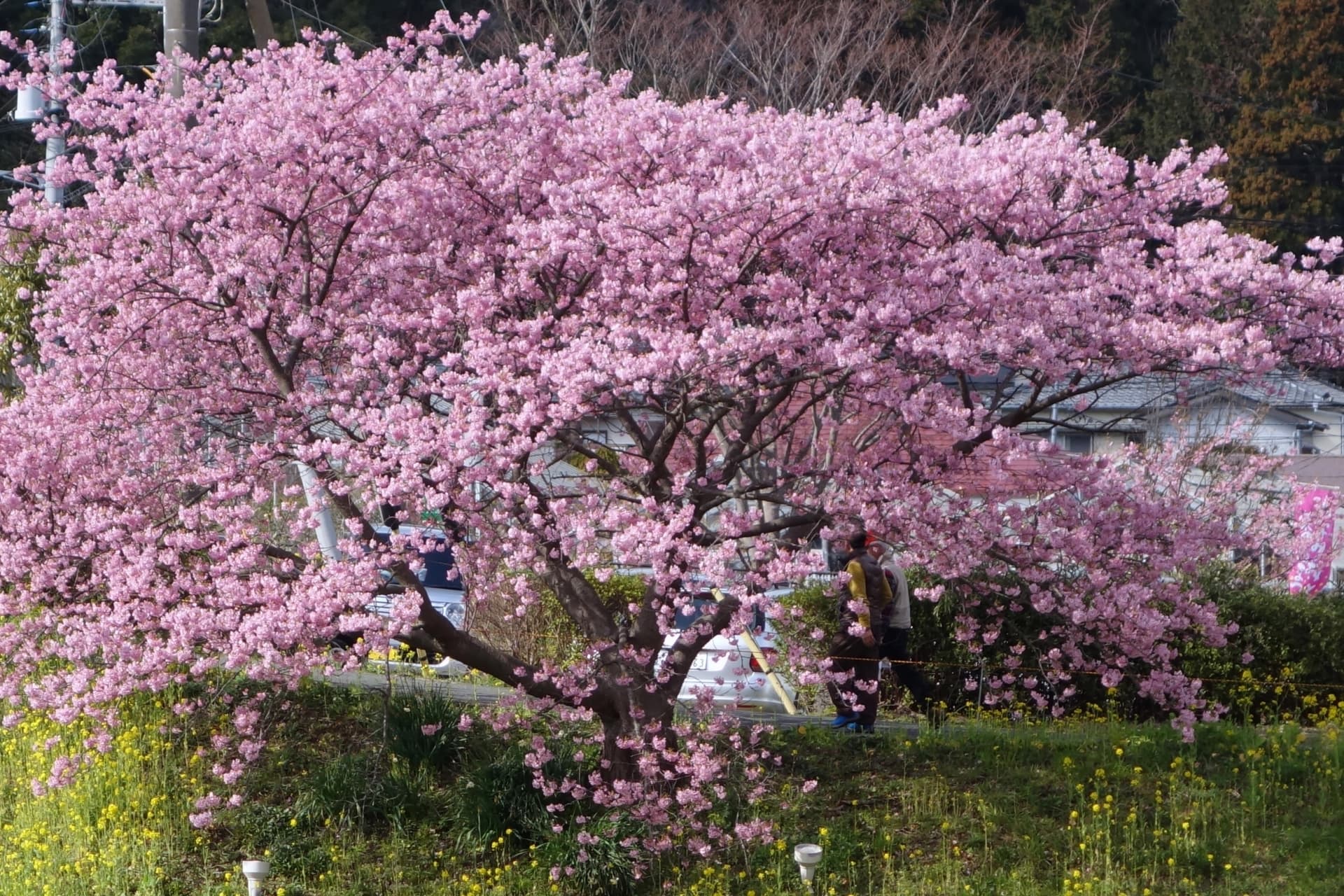 河津桜の原木