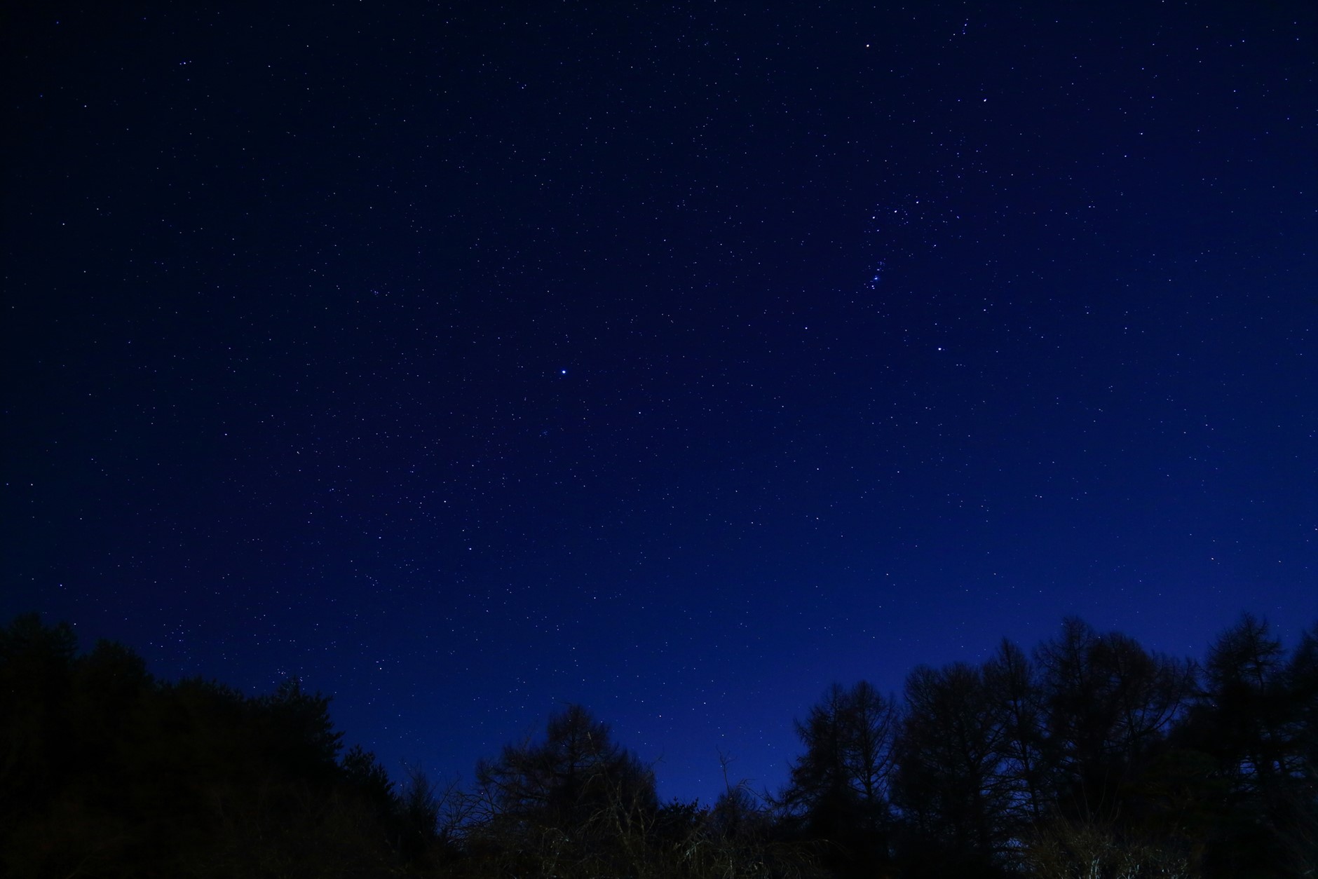 森の中からみる星空