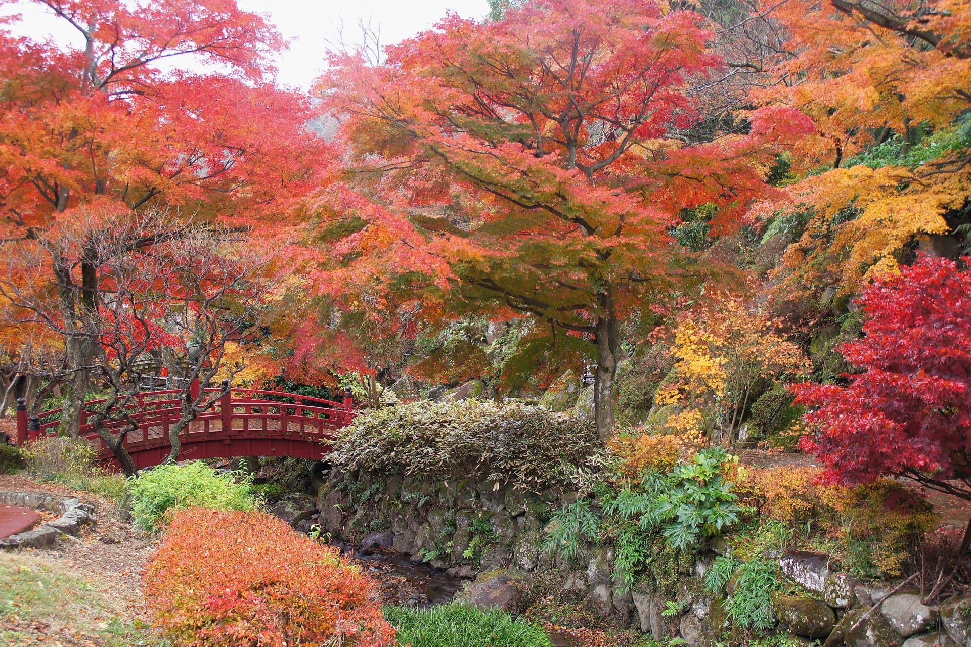 熱海梅園の紅葉