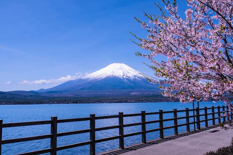 桜と富士山