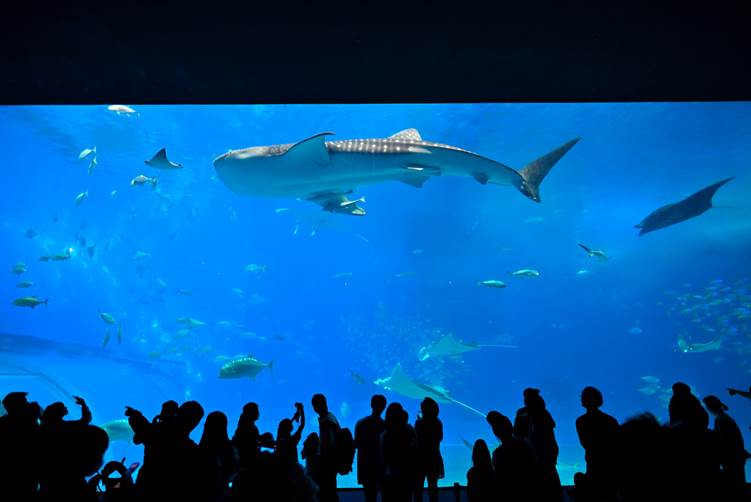 沖縄美ら海水族館