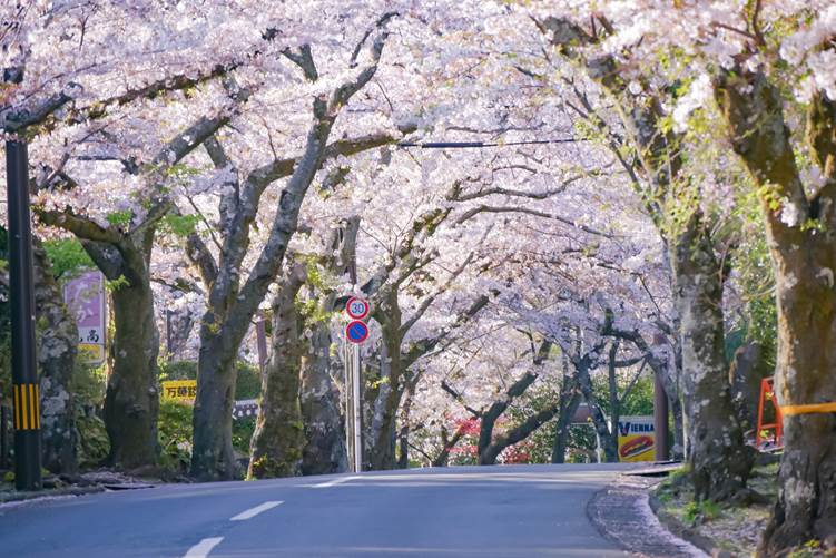 伊豆高原の桜並木