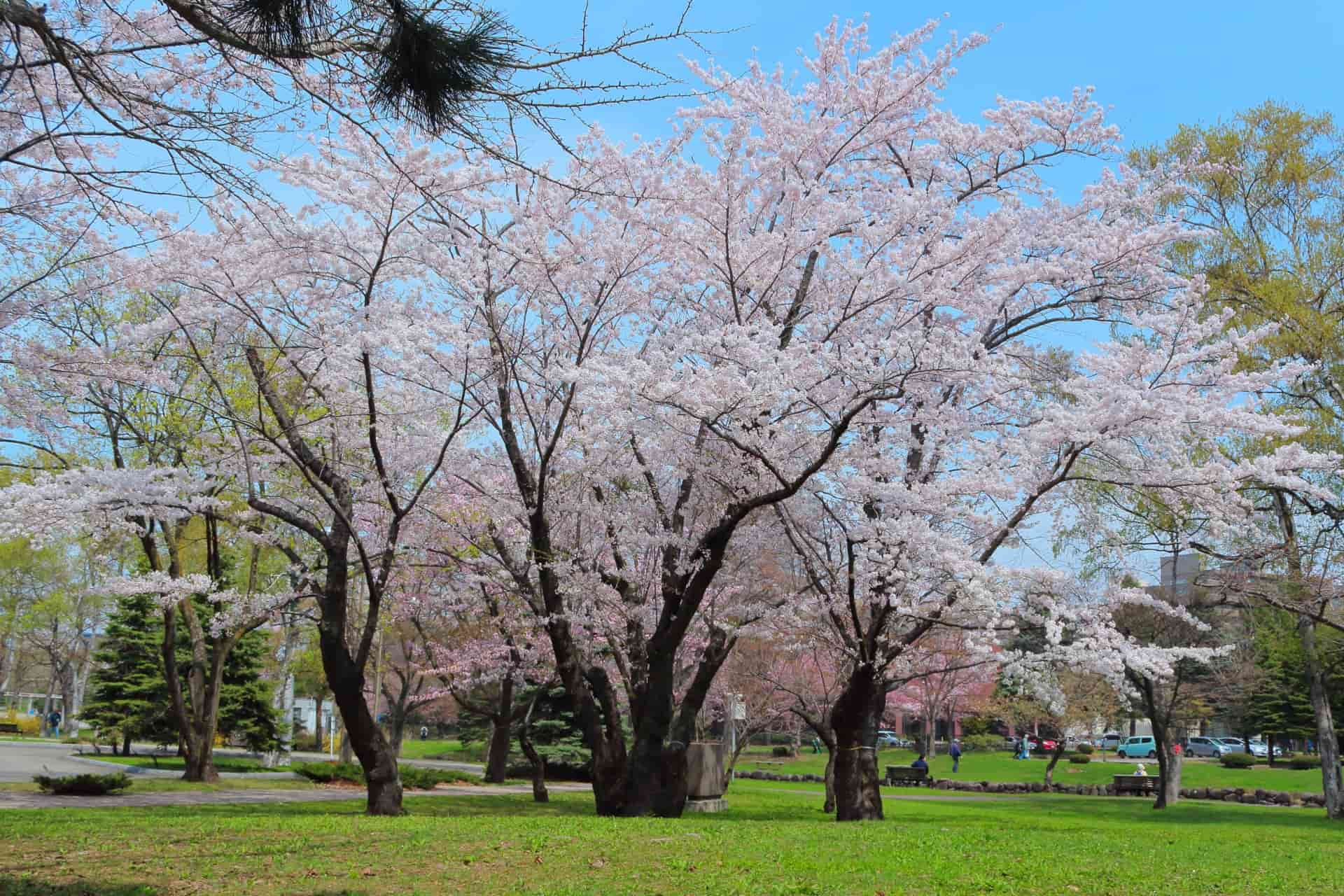 中島公園