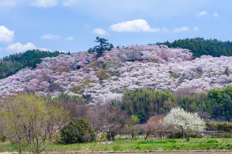 芦野御殿山の桜