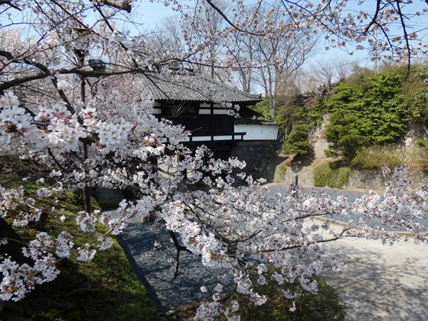 小諸城址 懐古園の桜