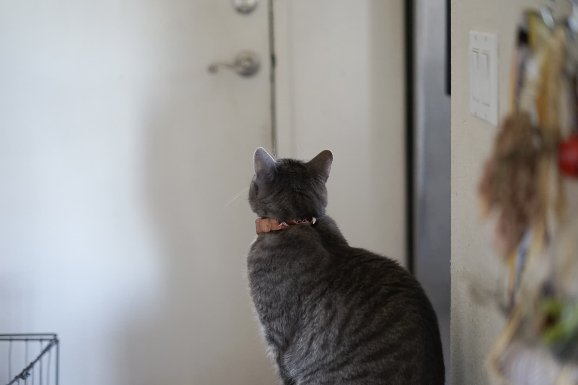 玄関を見ている猫