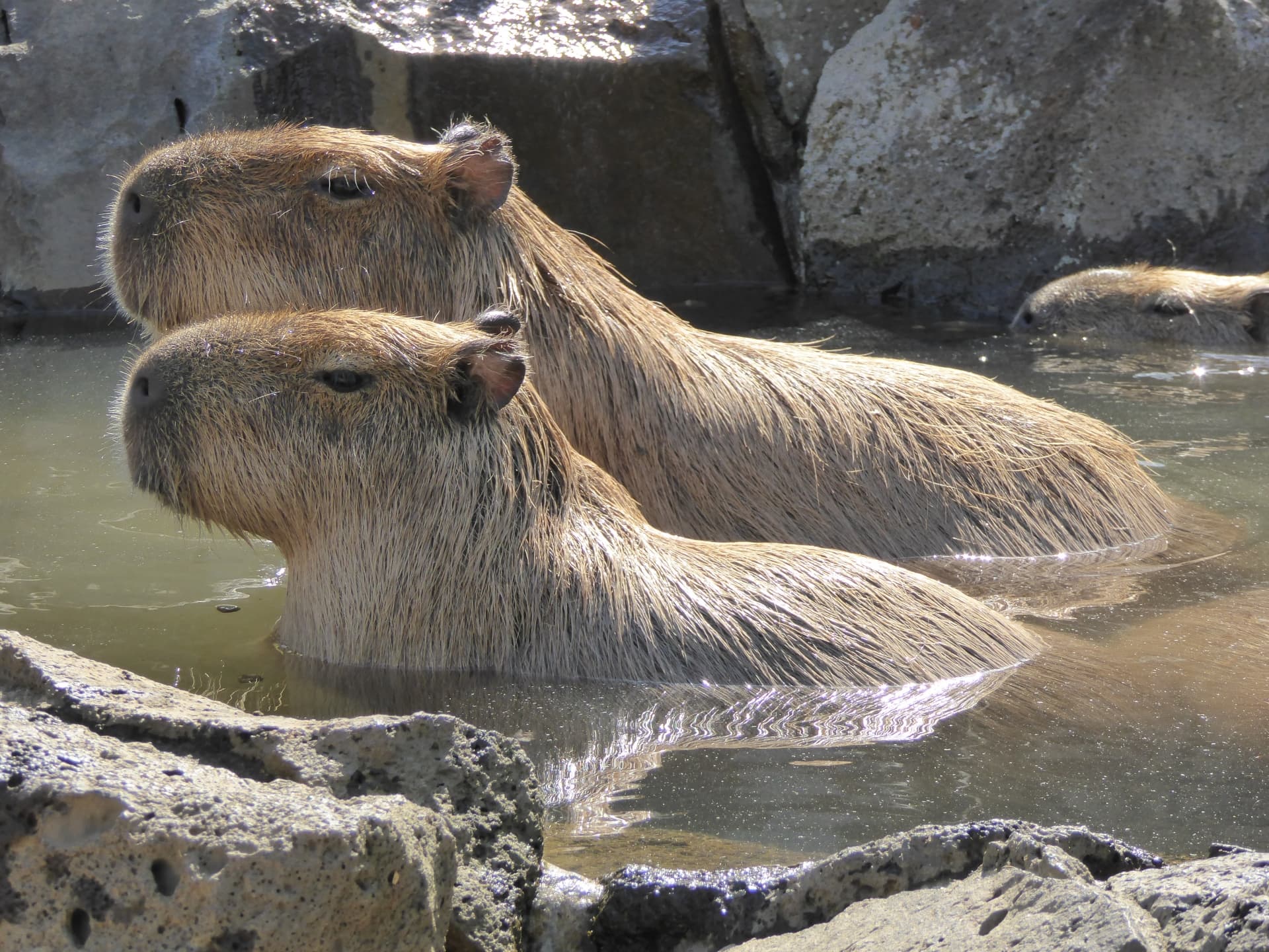 温泉に浸かるカピバラ