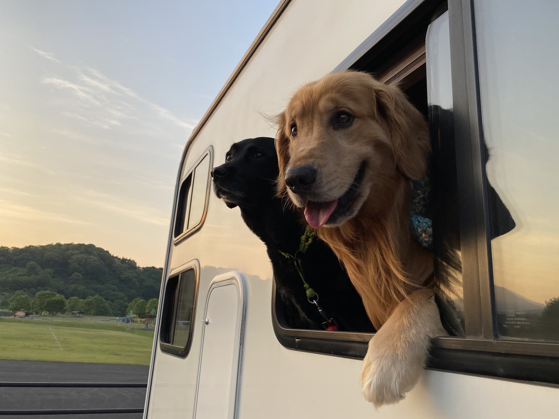 車の窓から顔出すゴールデンリトリバー