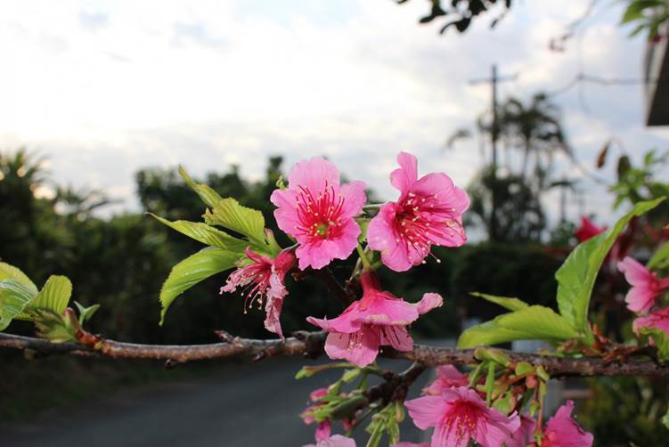 沖縄の桜