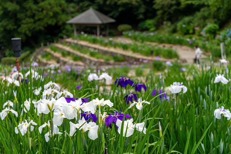 卯辰山公園