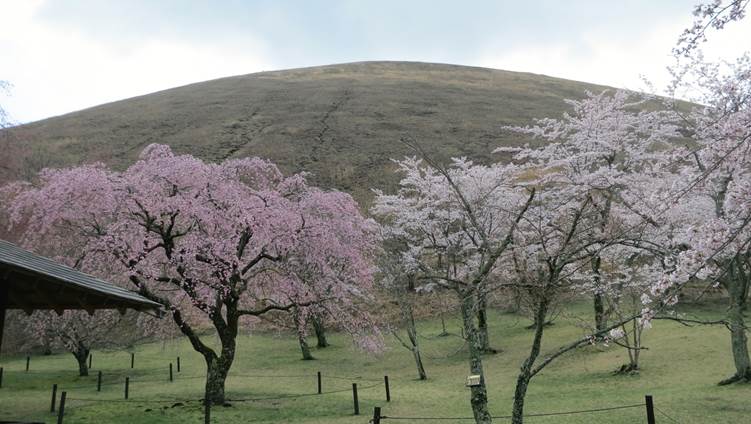 伊豆高原桜の里