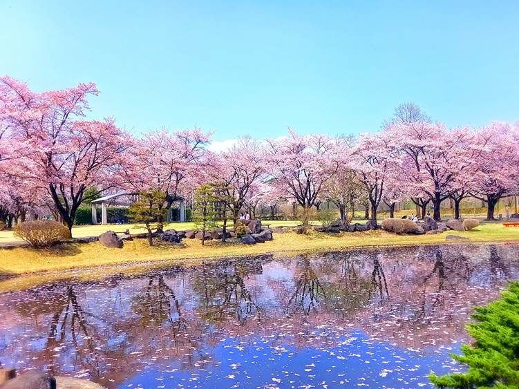 那珂川河畔公園の水面に映る桜