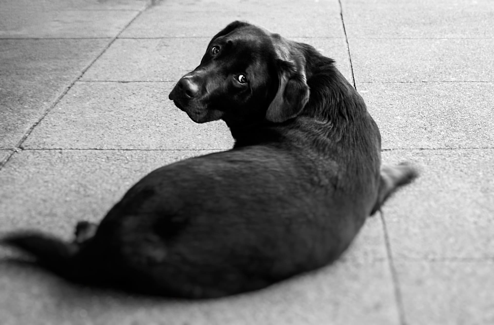 大型犬と旅行する時のポイントとおすすめ宿泊施設を紹介します ホテル 別荘のリゾート会員権なら東急バケーションズ