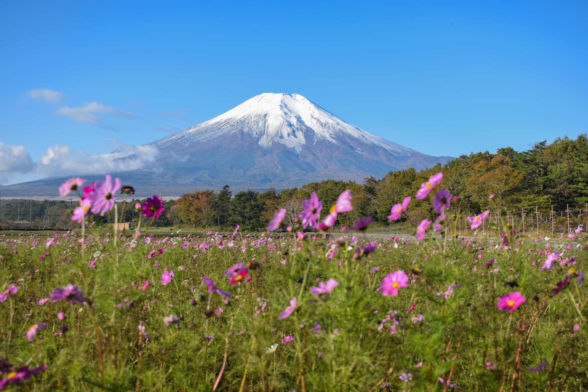 花 の都公園