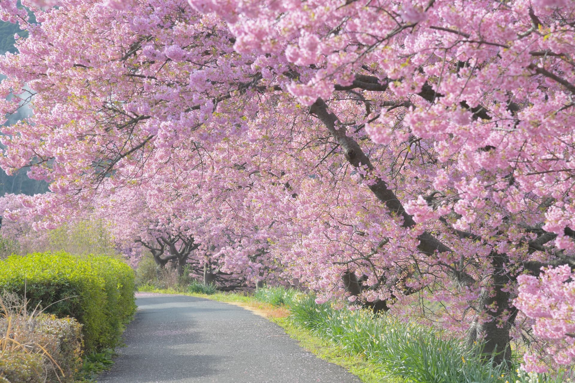 河津の桜並木