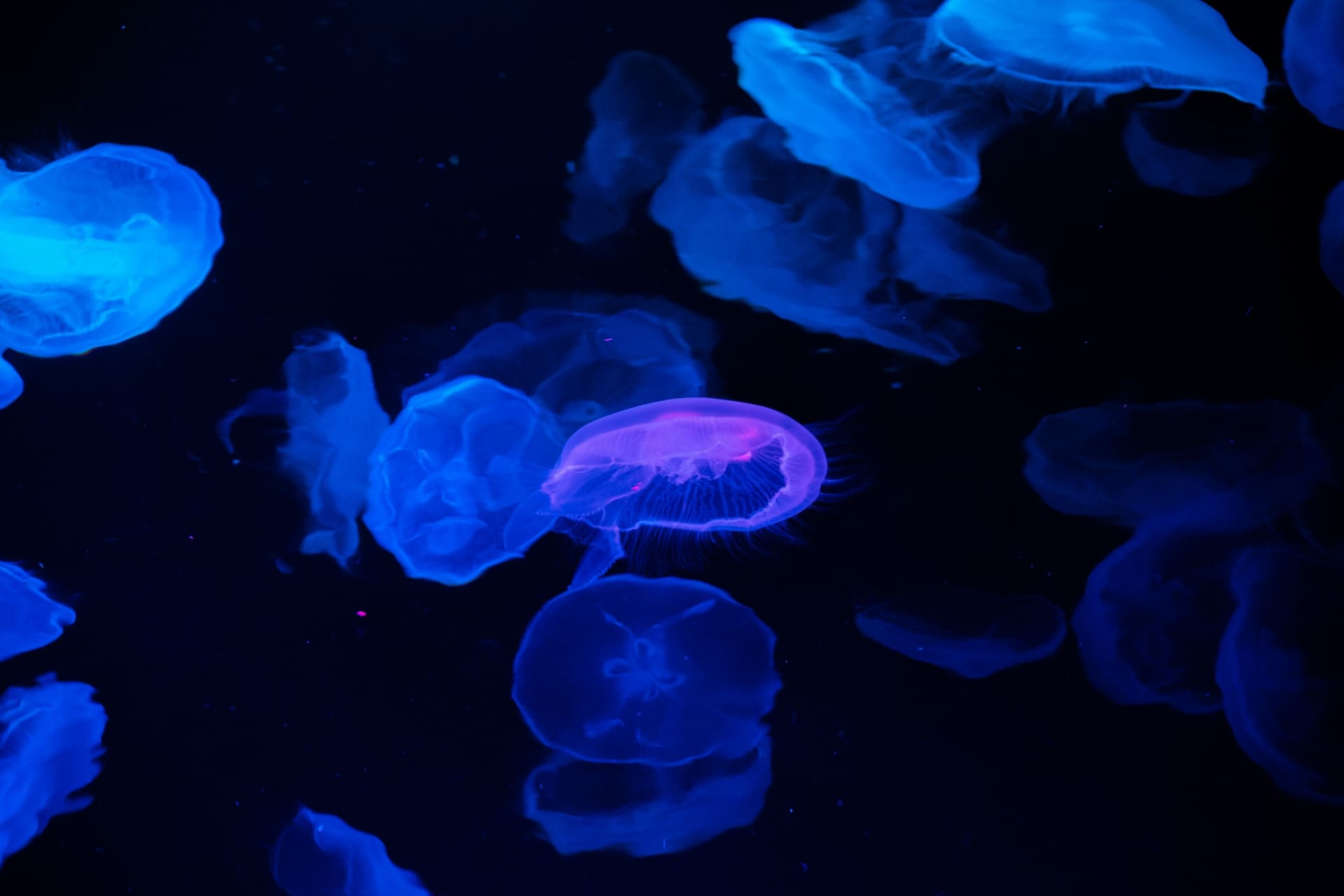 すみだ水族館