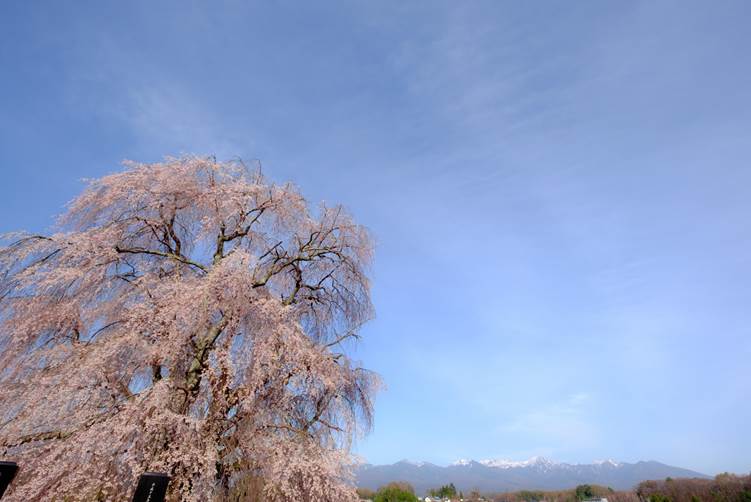 祖霊桜