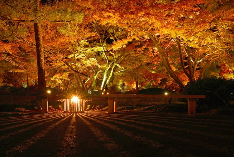 宝厳院のライトアップされた紅葉