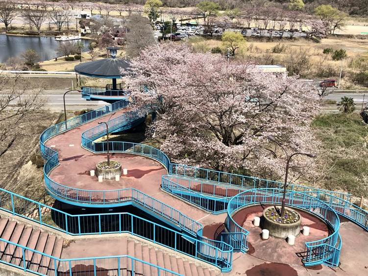 黒磯公園の桜