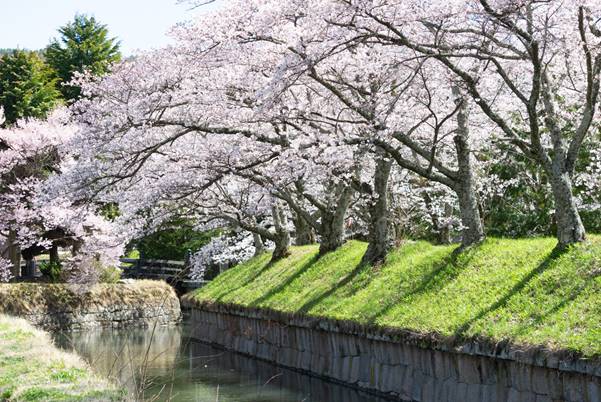 龍岡城五稜郭の桜並木