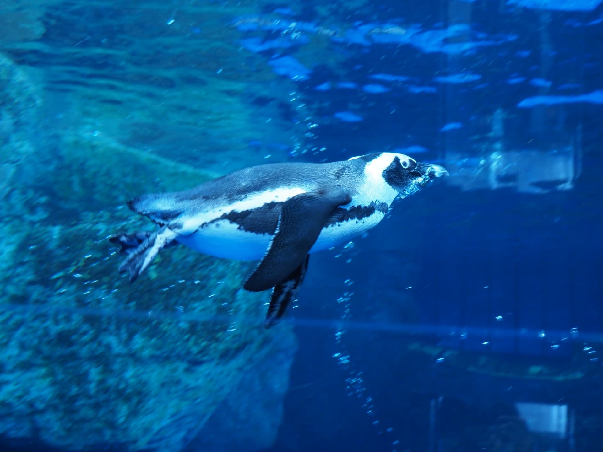 ペンギンが泳いでいるところが見れる京都水族館