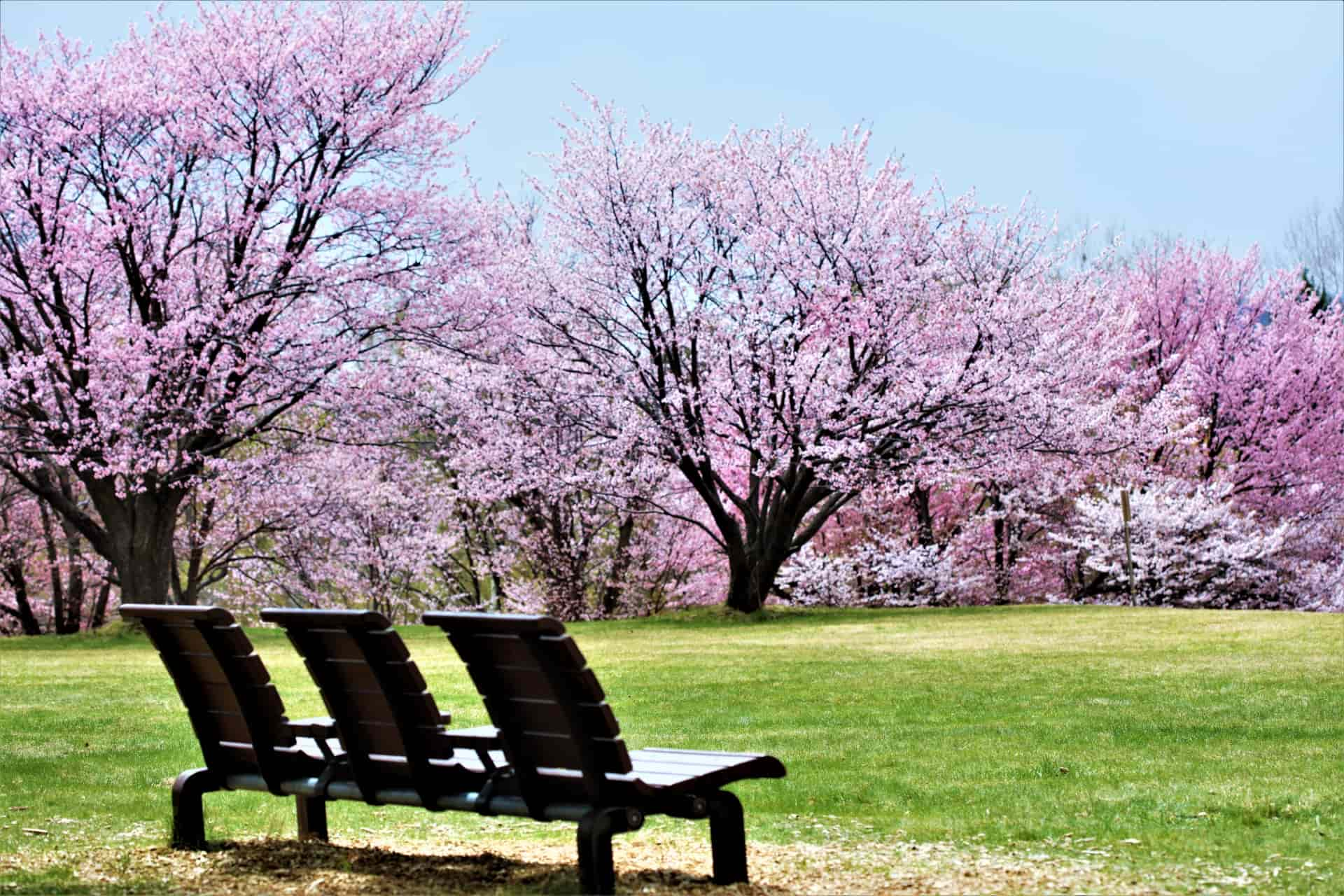 桜とベンチ