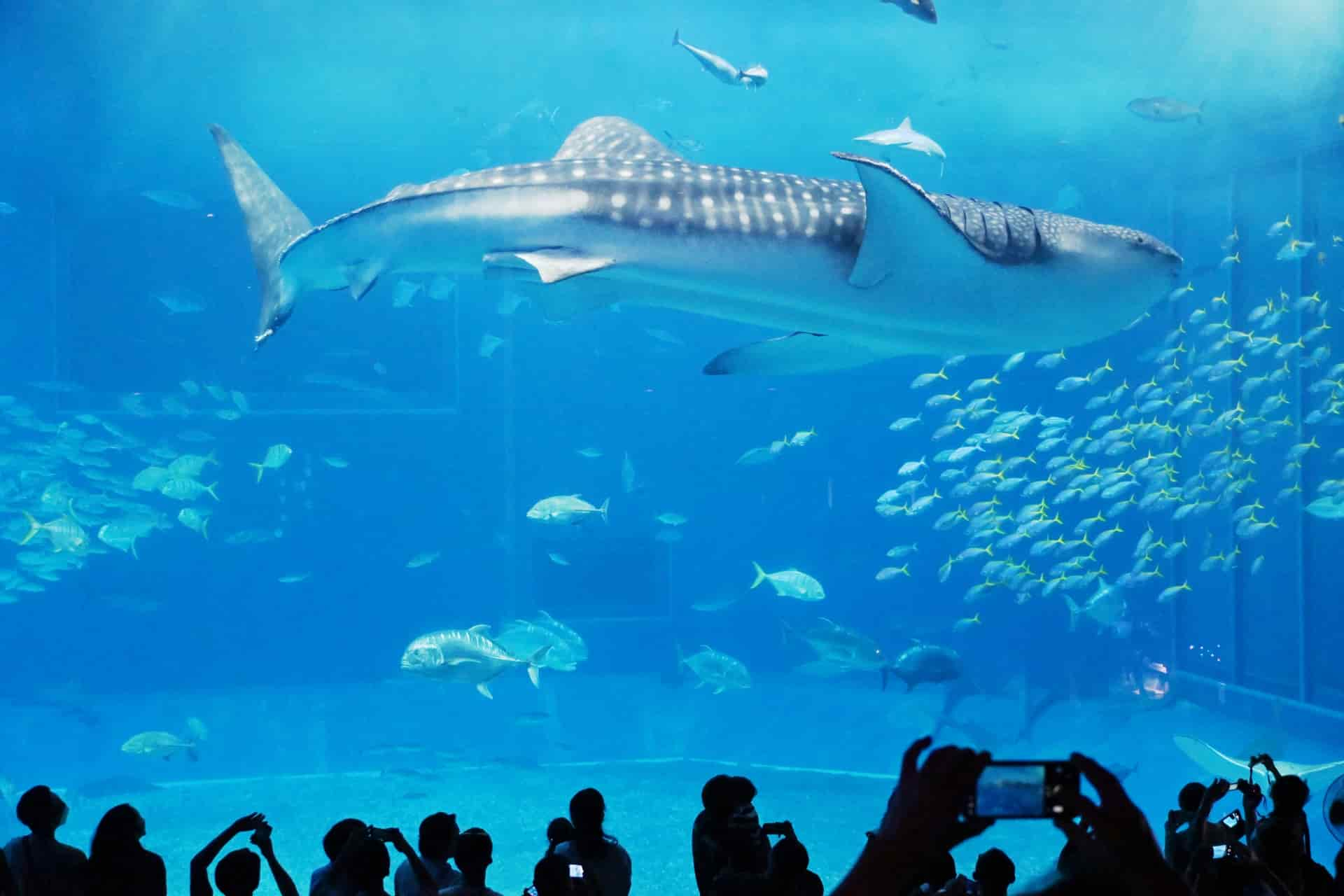 美ら海水族館