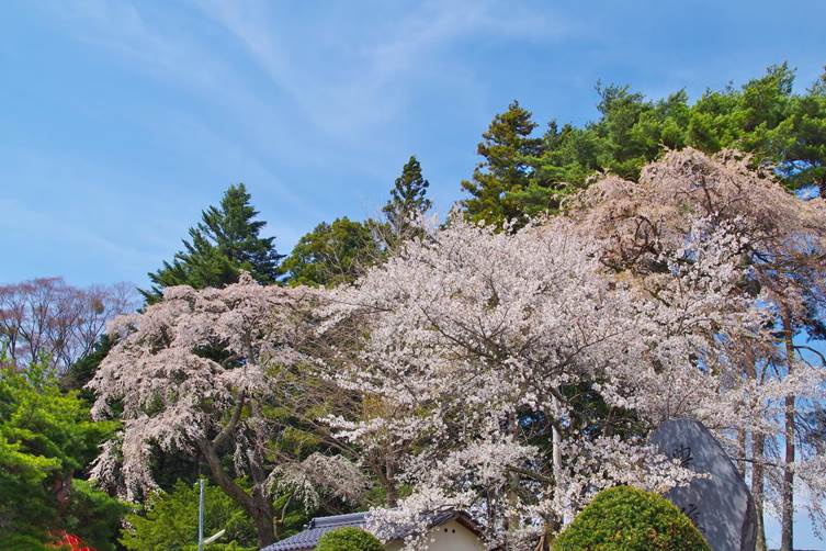 古御堂の枝垂れ桜