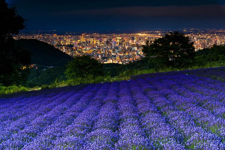 幌見峠ラベンダー園