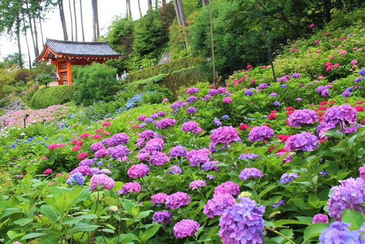 三室戸寺