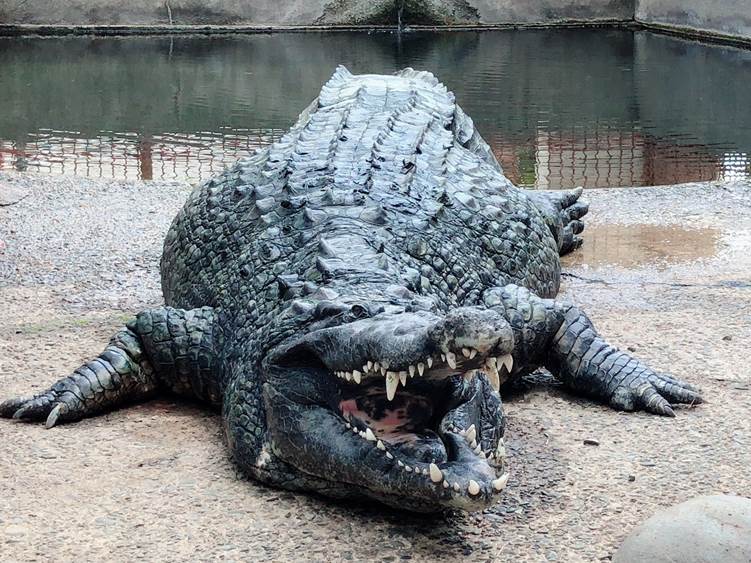 熱川バナナワニ園