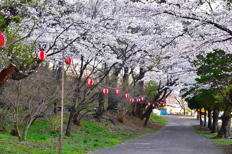 烏ヶ森公園の桜トンネル
