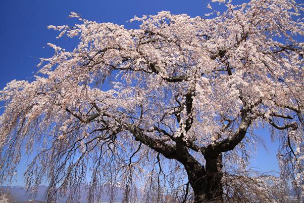 五郎兵衛記念館にあるすだれ桜