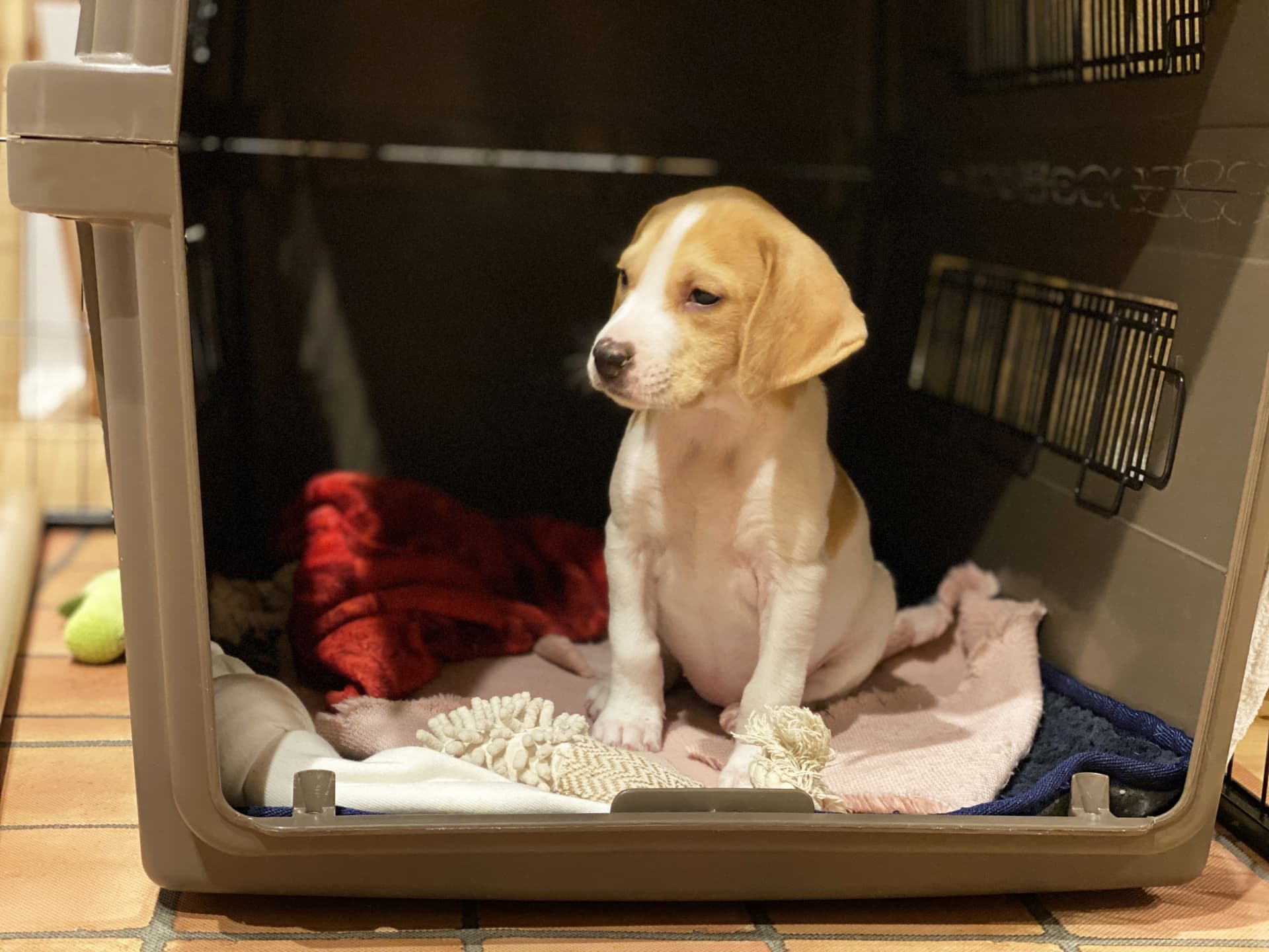 ケージの中にいる子犬のビーグル