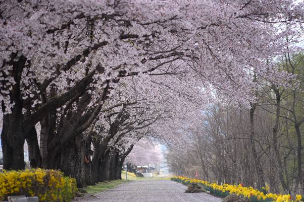 さくラさく小径の桜並木