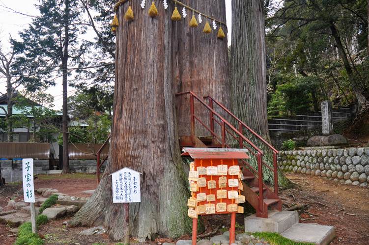 日枝神社の大杉
