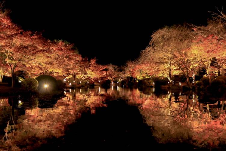 東寺のライトアップされた紅葉