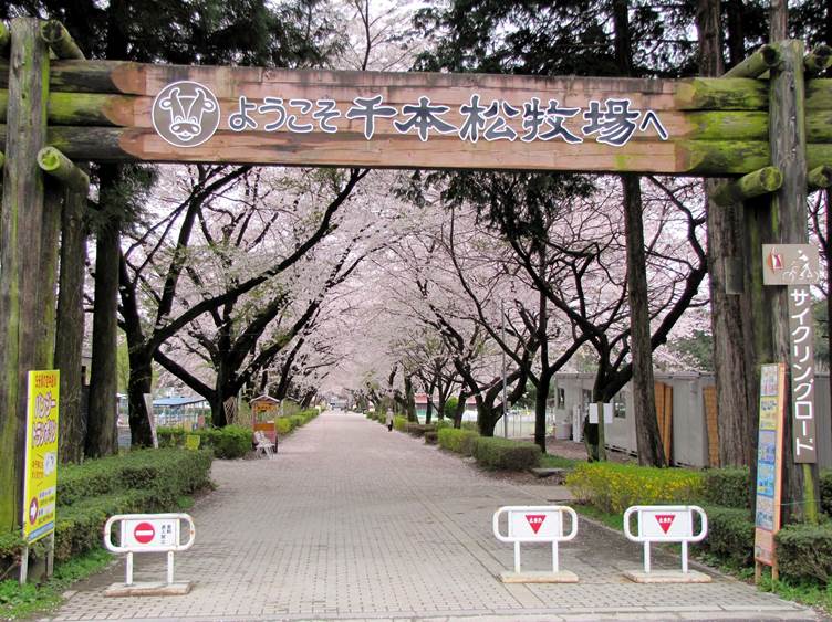 千本松牧場の桜