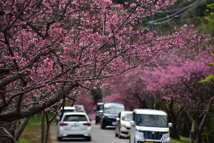 八重岳桜の森公園