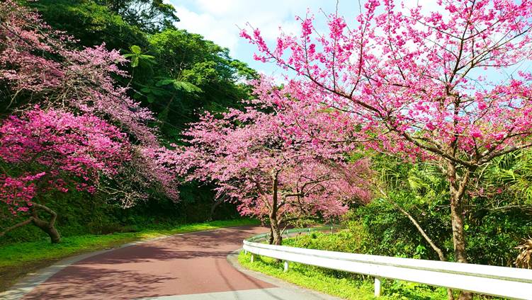 八重岳桜の森公園