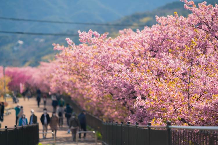 河津桜並木