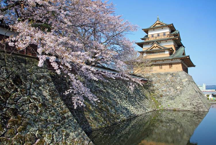 高島公園の桜と高島城